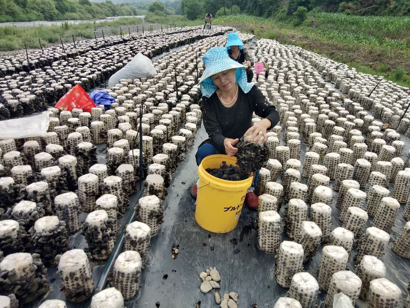 虎洞沟村村民采摘木耳.jpg