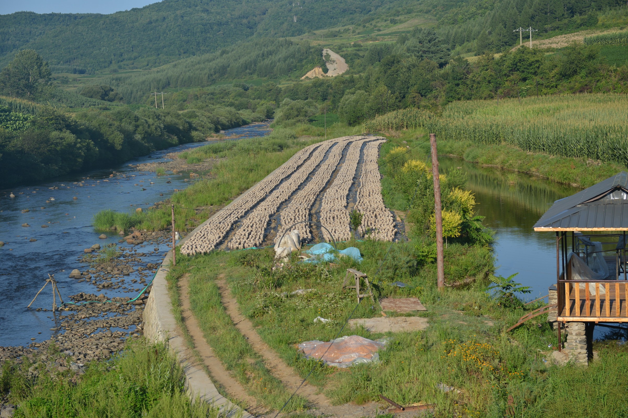 太平洋产险吉林省分公司木耳产业基地.jpg